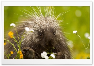 Porcupine And Wildflowers...
