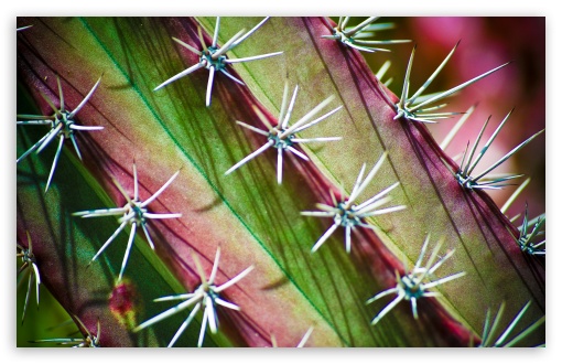 Download Cactus Thorns UltraHD Wallpaper