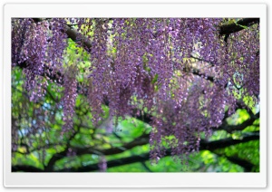 Wisteria Roof