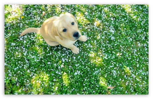 Download Dog And Spring UltraHD Wallpaper