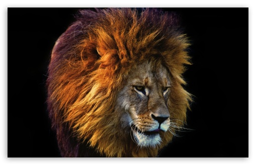 Download Beautiful Lion UltraHD Wallpaper
