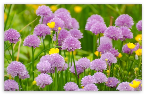 Download Wild Purple Flowers UltraHD Wallpaper