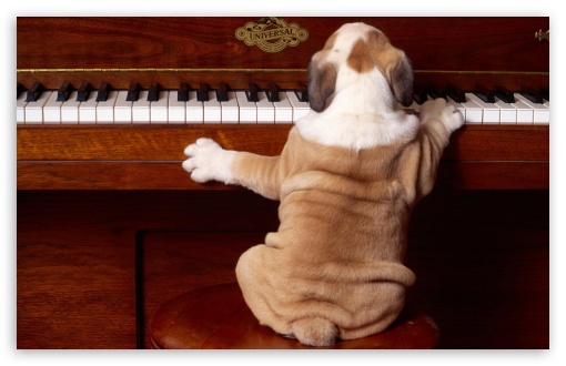 Download Dog Playing Piano UltraHD