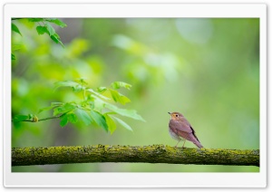 Bird, Branch, Nature