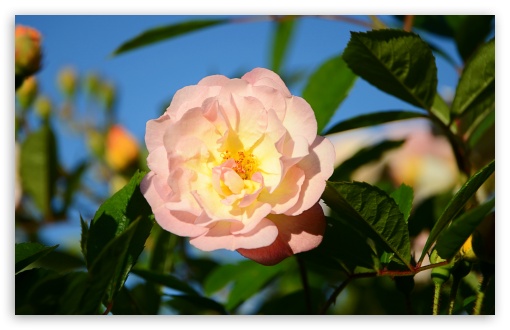 Download Yellow Pink Rose Garden Flower UltraHD Wallpaper