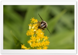 Hoverfly at Flower -...