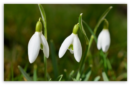 Download Cute Snowdrops UltraHD Wallpaper