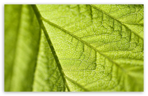 Download Leaf Texture Macro UltraHD Wallpaper