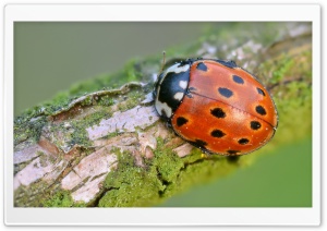 Eyed Ladybug
