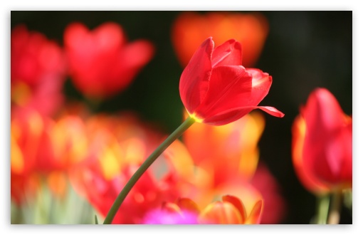 Download Tulip UltraHD Wallpaper