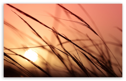 Download Grass, Sunset UltraHD Wallpaper