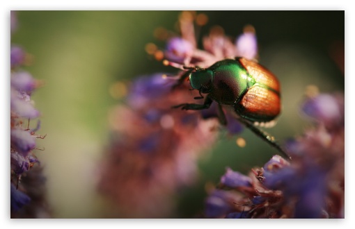 Download Colorful Beetle Insect UltraHD Wallpaper