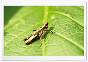 Grasshopper On Leaf
