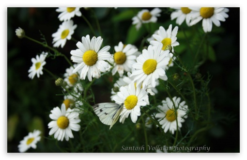 Download White Flowers UltraHD Wallpaper