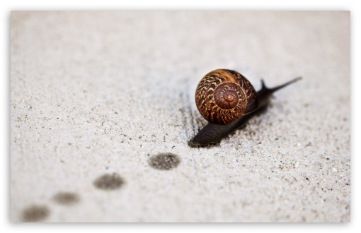 Download Snail Track Macro UltraHD Wallpaper