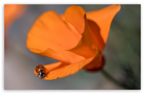 Download Ladybug, California Poppy, Macro UltraHD Wallpaper