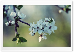 White Cherry Flowers, Spring