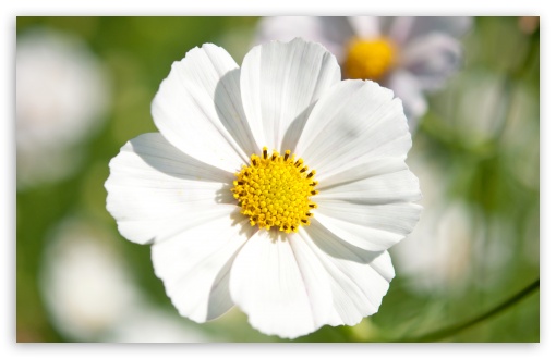 Download White Cosmos Flower Closeup UltraHD Wallpaper