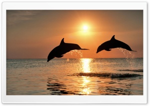 Bottlenose Dolphin Jumping At...