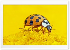 Ladybird Macro