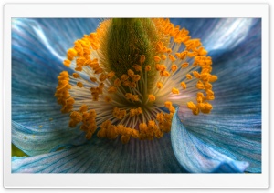 Himalayan Blue Poppy Macro