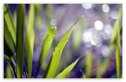 Download Grass Blades Bokeh UltraHD Wallpaper