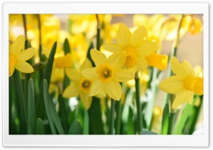 Daffodils Field
