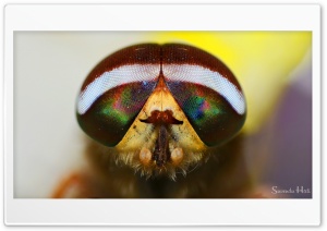 Male Striped Horse Fly