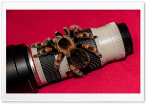 Bird Spider on Lens