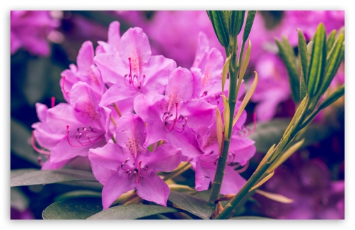 Download Purple Rhododendron Flower UltraHD Wallpaper