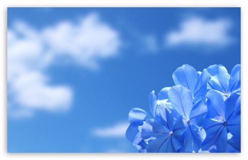 Download Blue Flowers UltraHD Wallpaper