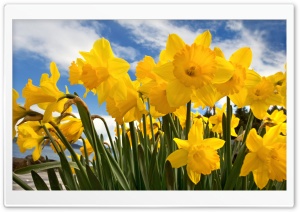 Sunny Daffodils