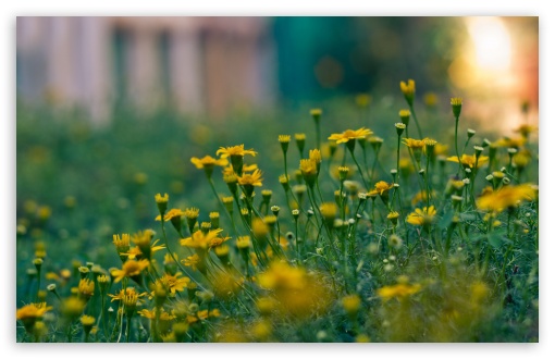 Download Yellow Summer Flowers UltraHD Wallpaper