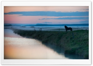 Horse, Landscape