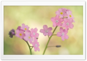 Pink Forget me not Flowers