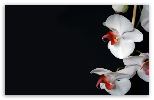 Download White Orchids Black UltraHD Wallpaper