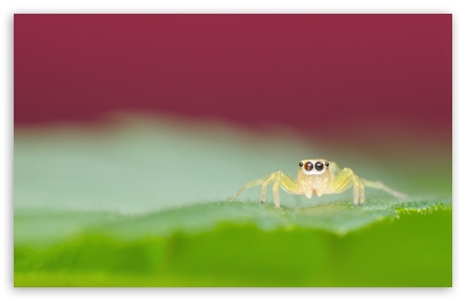 Download Jumping Spider on a Green Leaf UltraHD Wallpaper