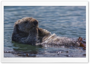 Sea Otter Eating