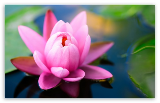 Download Cute Pink Water Lily UltraHD Wallpaper