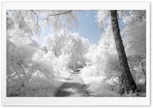 Beautiful Infrared Landscape