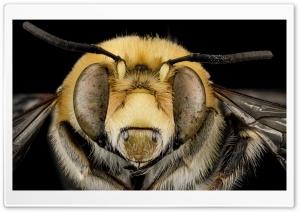 Anthophora Affabilis Bee...