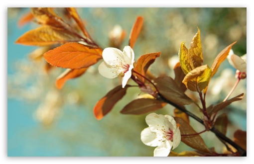 Download Beautiful Tree Blossoms UltraHD Wallpaper