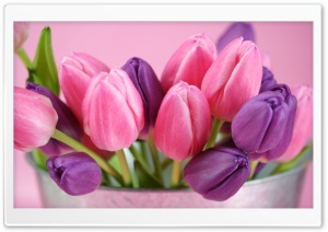 Pink And Purple Tulips