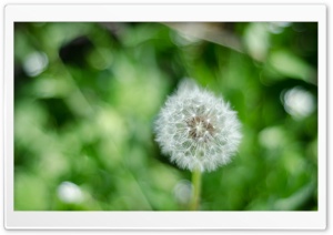 Dandelion