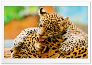 Jaguar Cub And Mother