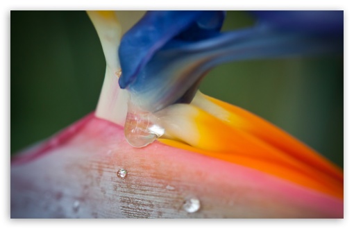 Download Bird Of Paradise Flower And Droplets UltraHD Wallpaper