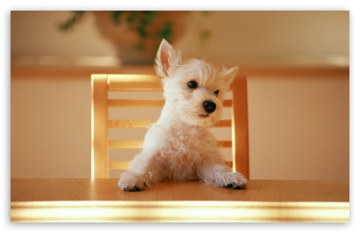 Download Dog Sitting On A Chair At The Table UltraHD Wallpaper