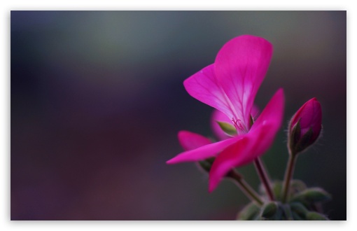 Download Geranium Flower Buds UltraHD Wallpaper