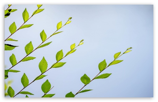 Download Spring Green Leaves UltraHD Wallpaper