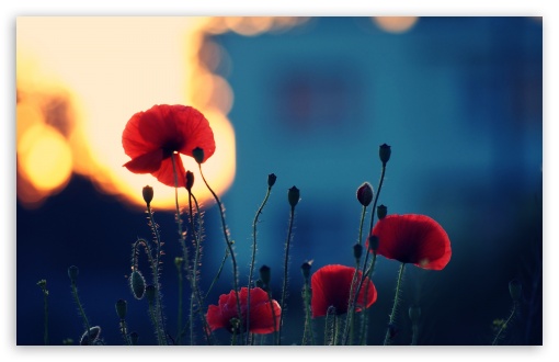 Download Poppies In The Sunset UltraHD Wallpaper